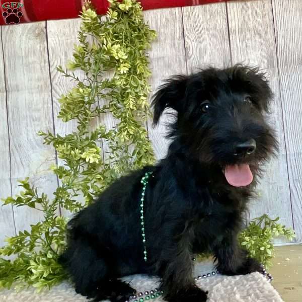 Cubit, Scottish Terrier Puppy