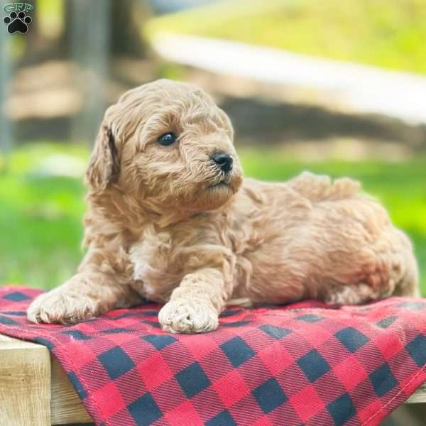 Sebastion, Bich-Poo Puppy