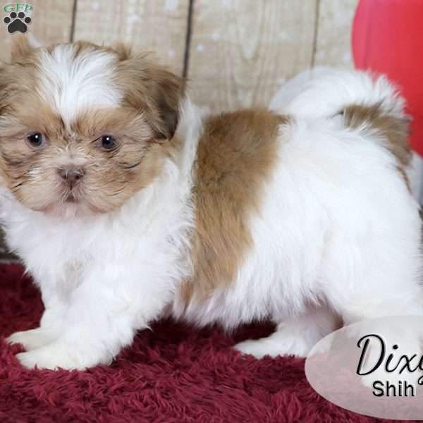 Dixy, Shih Tzu Puppy
