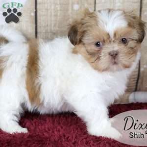 Dixy, Shih Tzu Puppy