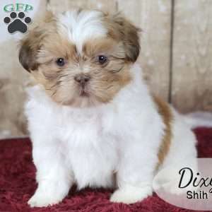 Dixy, Shih Tzu Puppy