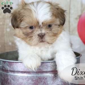 Dixy, Shih Tzu Puppy