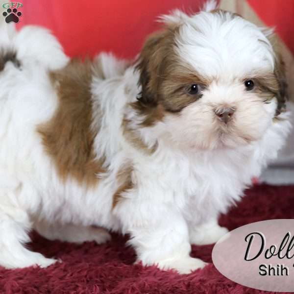 Dolly, Shih Tzu Puppy