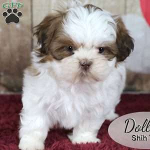 Dolly, Shih Tzu Puppy