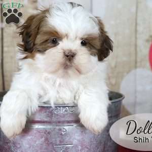 Dolly, Shih Tzu Puppy