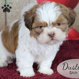Dustin, Shih Tzu Puppy