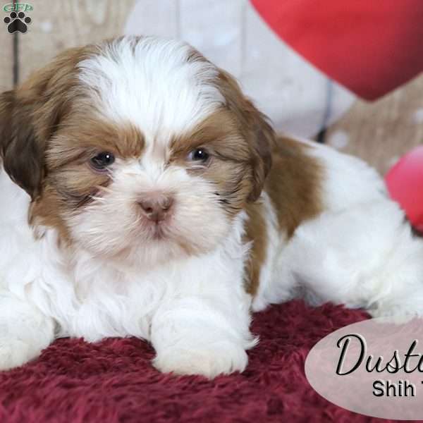 Dustin, Shih Tzu Puppy