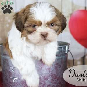 Dustin, Shih Tzu Puppy