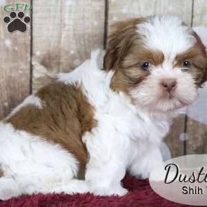 Dustin, Shih Tzu Puppy