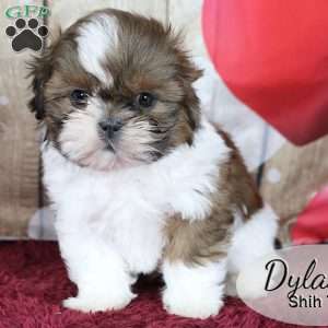 Dylan, Shih Tzu Puppy