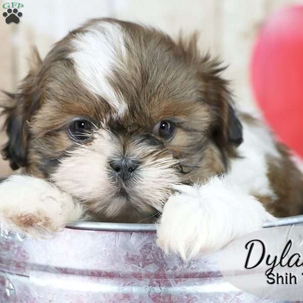 Dylan, Shih Tzu Puppy