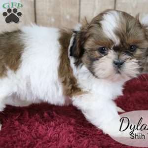 Dylan, Shih Tzu Puppy