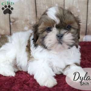 Dylan, Shih Tzu Puppy
