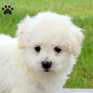 Eddy, Bichon Frise Puppy