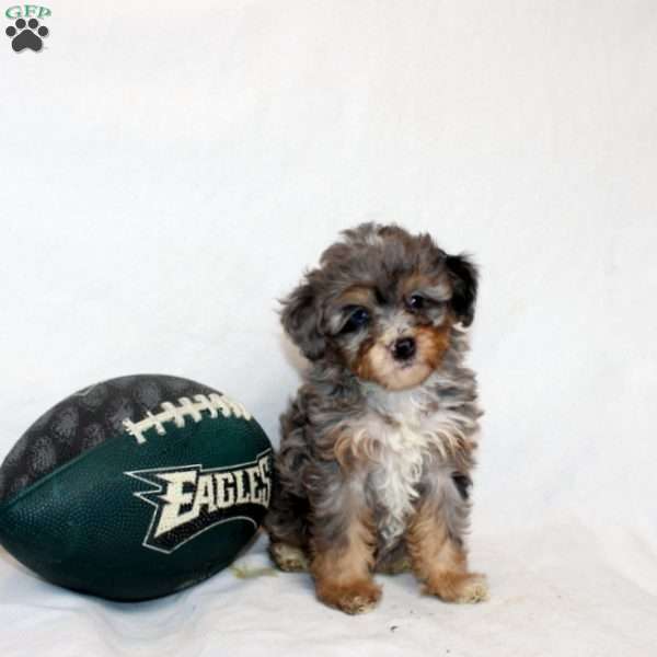 Lyla, Mini Bernedoodle Puppy