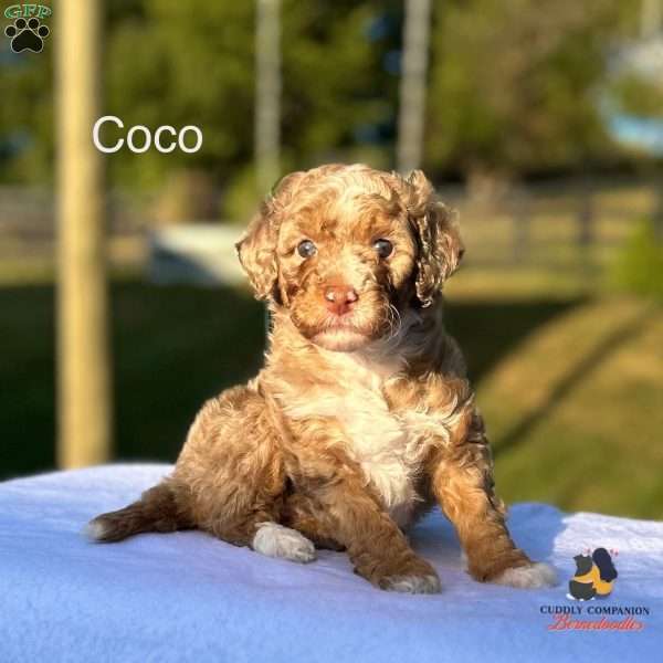 Coco, Mini Bernedoodle Puppy