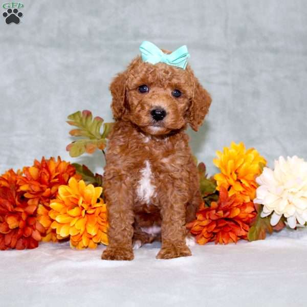 Harlee, Miniature Poodle Puppy