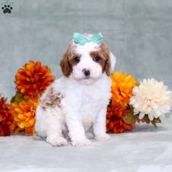 Heather, Miniature Poodle Puppy