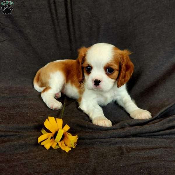 Mr Howdy, Cavalier King Charles Spaniel Puppy