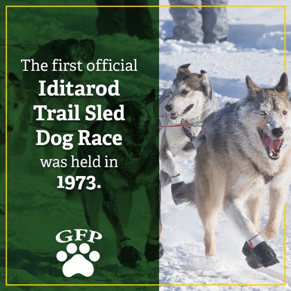 huskies pulling a sled in the snow, text on image reads "The first Iditarod Trail Sled Dog Race was held in 1973."