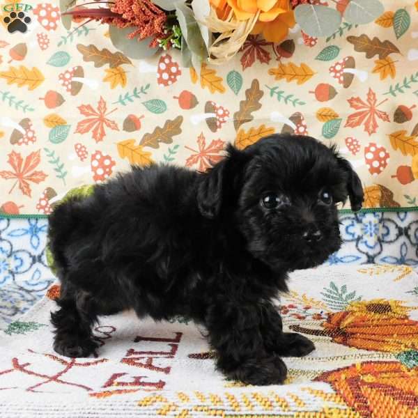 Wilma, Yorkie Poo Puppy