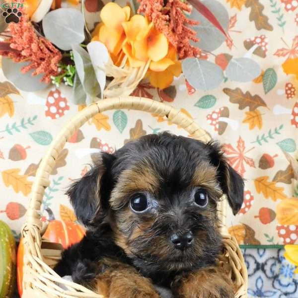 Wendy, Yorkie Poo Puppy