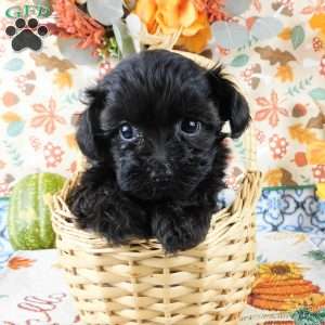 Wilma, Yorkie Poo Puppy