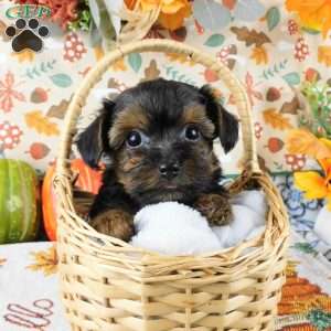Wendy, Yorkie Poo Puppy