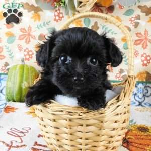 Wilma, Yorkie Poo Puppy