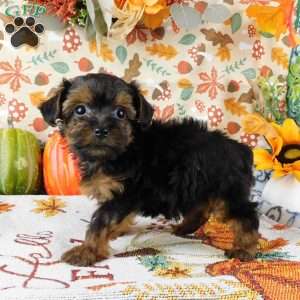 Wendy, Yorkie Poo Puppy
