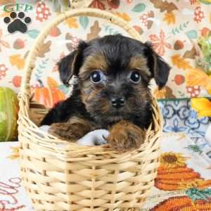 Wendy, Yorkie Poo Puppy