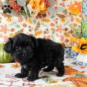 Wilma, Yorkie Poo Puppy