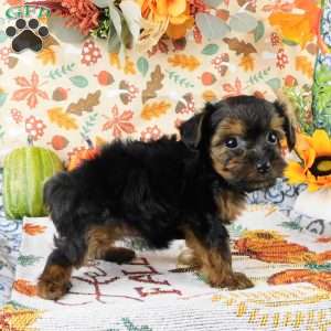 Wendy, Yorkie Poo Puppy