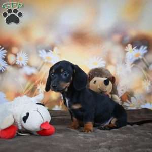 Ellen, Dachshund Puppy