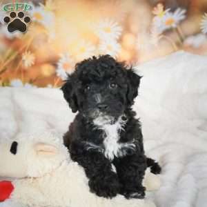 Jay, Bich-Poo Puppy