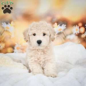 John, Bich-Poo Puppy