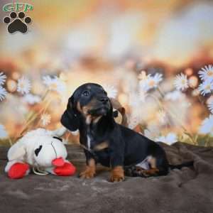 Ellen, Dachshund Puppy