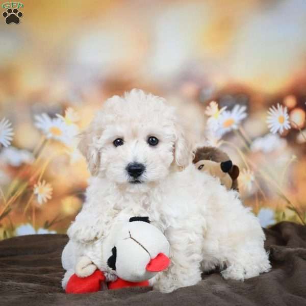 Jolene, Bich-Poo Puppy