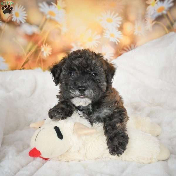 Julie, Bich-Poo Puppy