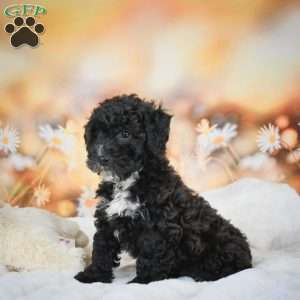 Jay, Bich-Poo Puppy