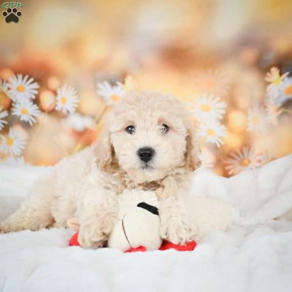 John, Bich-Poo Puppy