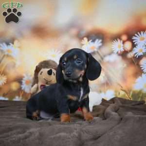 Ellen, Dachshund Puppy
