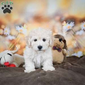 Jolene, Bich-Poo Puppy