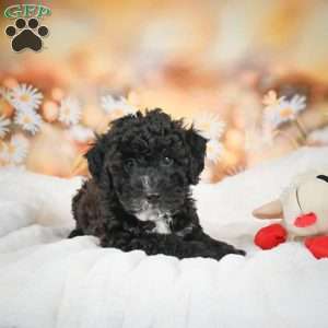 Jay, Bich-Poo Puppy