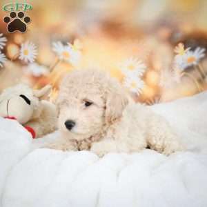 John, Bich-Poo Puppy