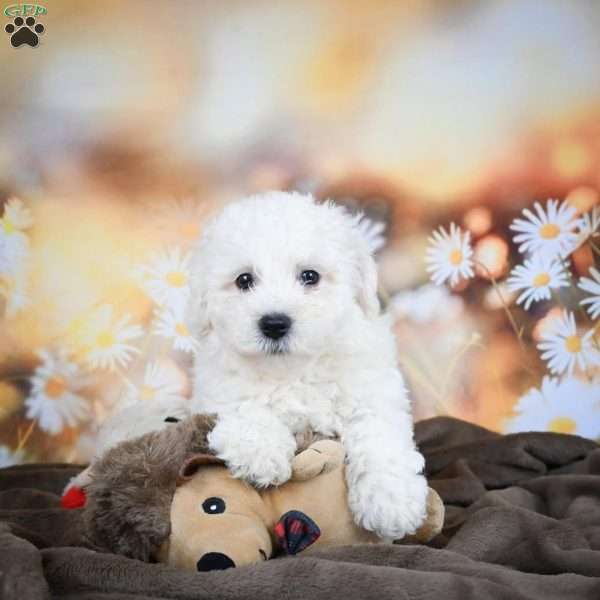 Chloe, Bichon Frise Puppy