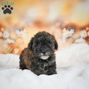 Julie, Bich-Poo Puppy