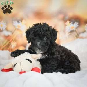 Jay, Bich-Poo Puppy