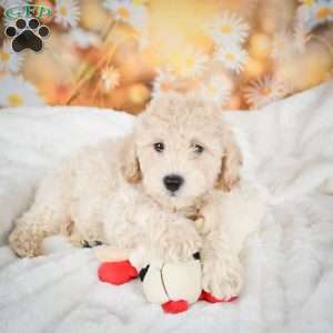 John, Bich-Poo Puppy