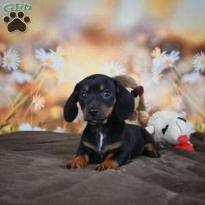 Ellen, Dachshund Puppy